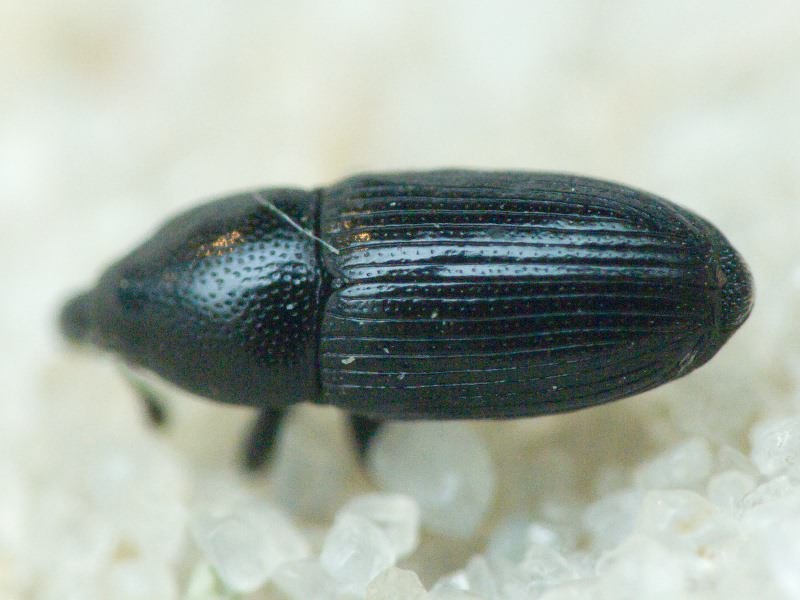 Labiaticola melas (Boheman, 1836)